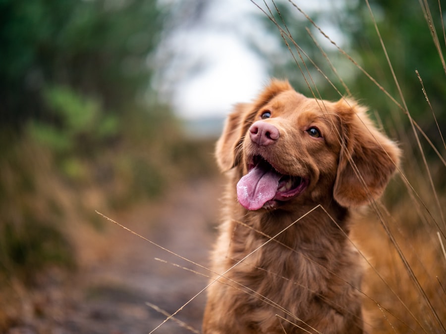 Travail du rappel avec un jeune chien lors d'une promenade éducative