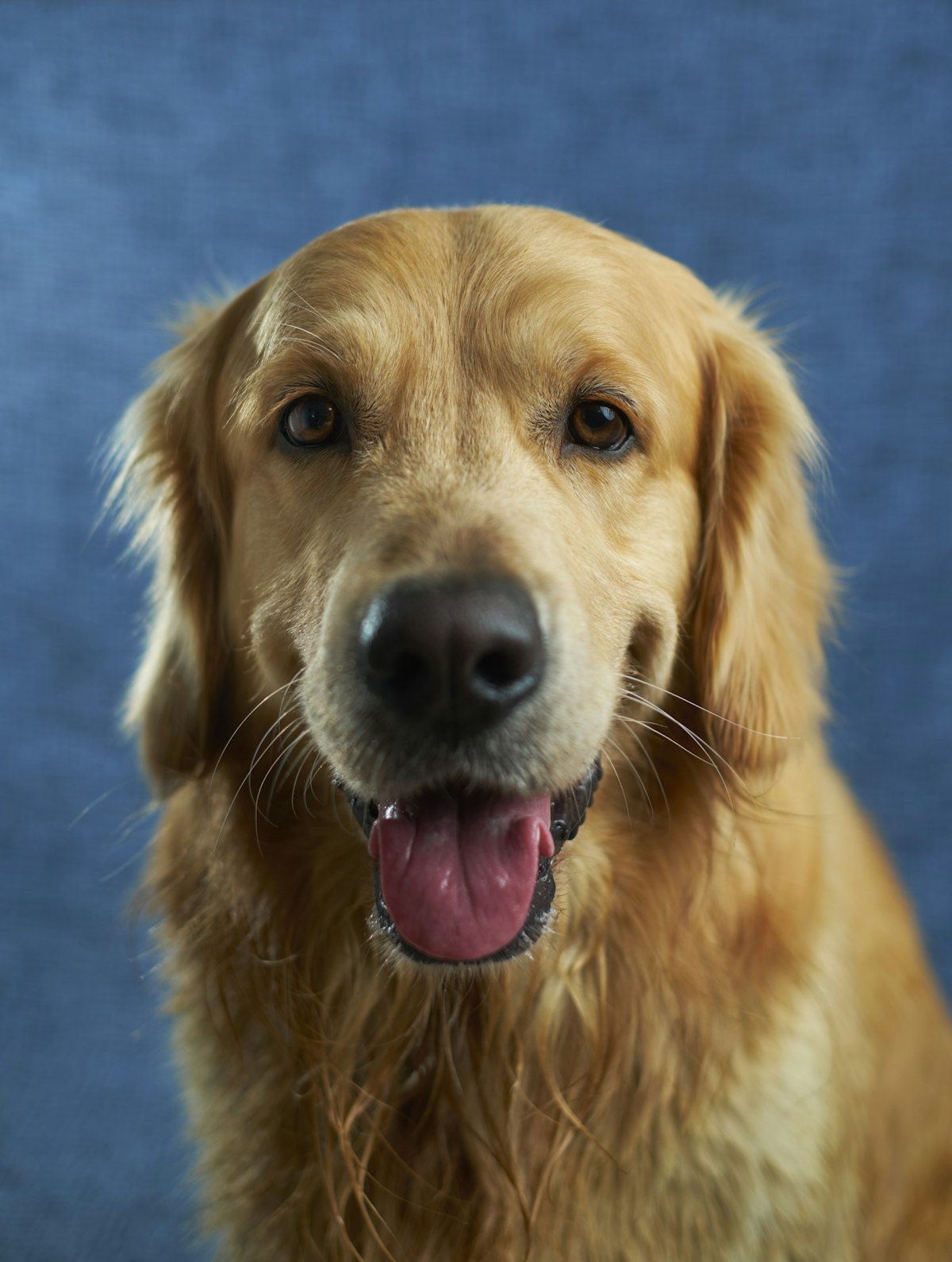 Chien attentif et serein, prêt pour une séance d'éducation Les Trois Museaux